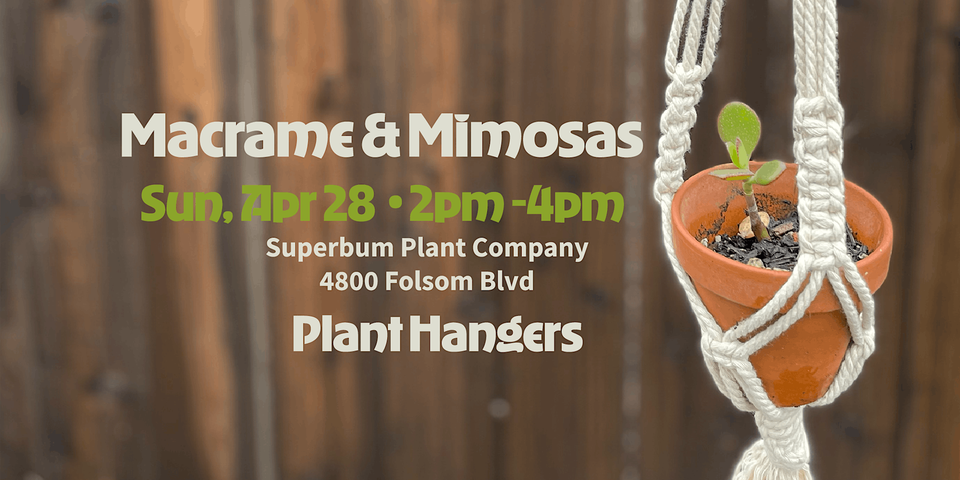Macrame & Mimosas - April - Plant Hangers