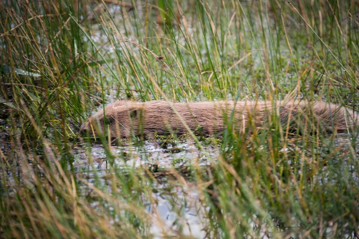 Beaver Enclosure Tour