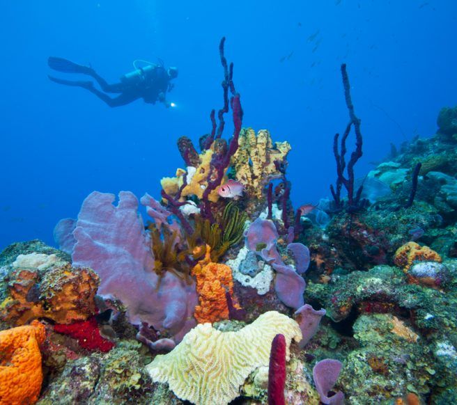 Dominica Dive Vacation