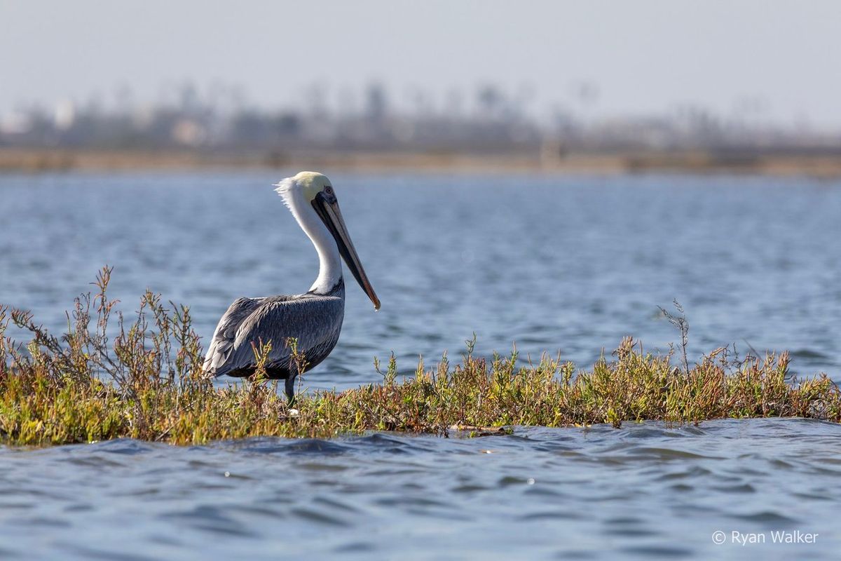 Wildlife Kayaking Eco Tour