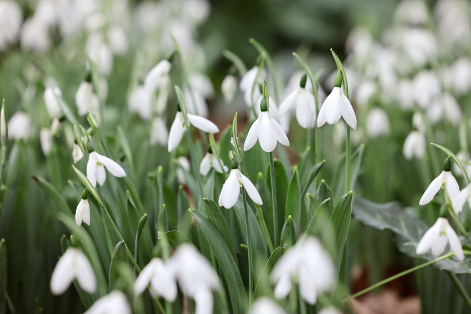 Celebration of Snowdrops