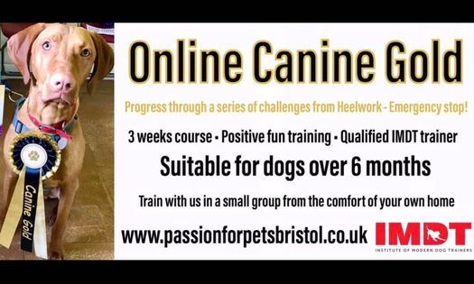 Online Canine Gold Challenge