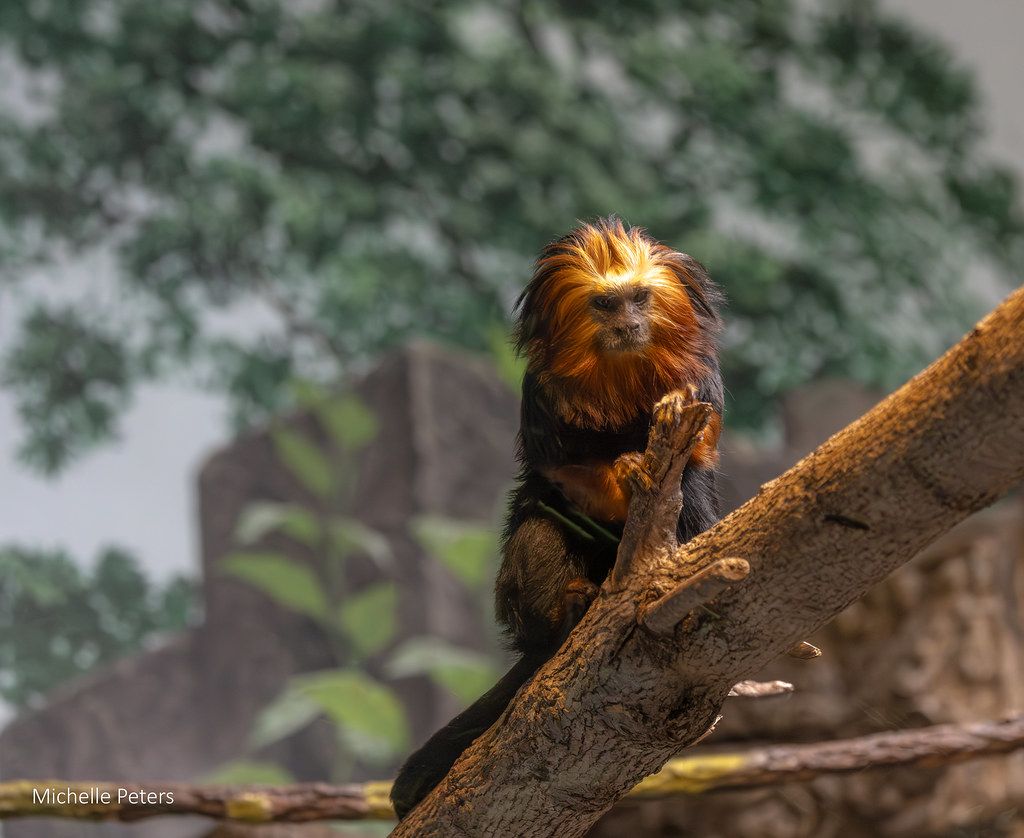 Barrows Lecture - Golden Lion Tamarin Conservation Program: Past, Present, and Future