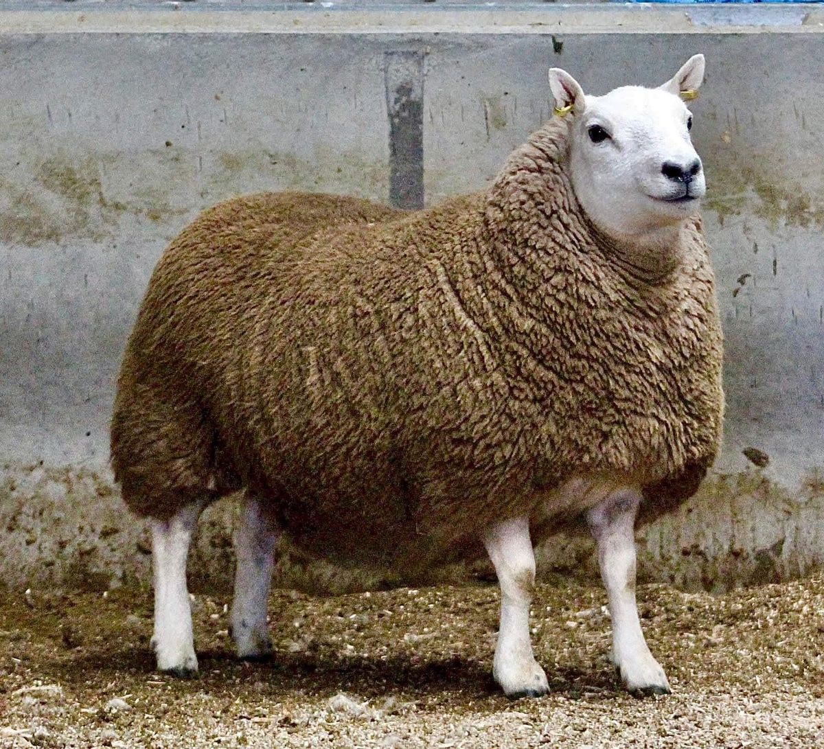 Show & Sale of South Country Cheviot In-Lamb Females & Geld Hoggs