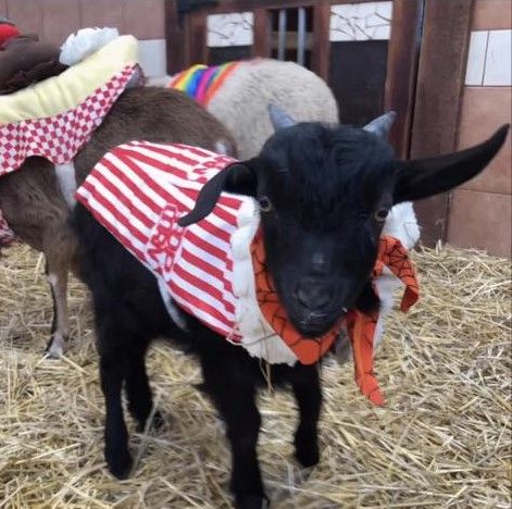 Halloween Story time with goats