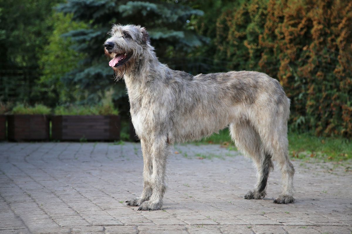 Great Dane & Hounds - Play Session - Llangefni