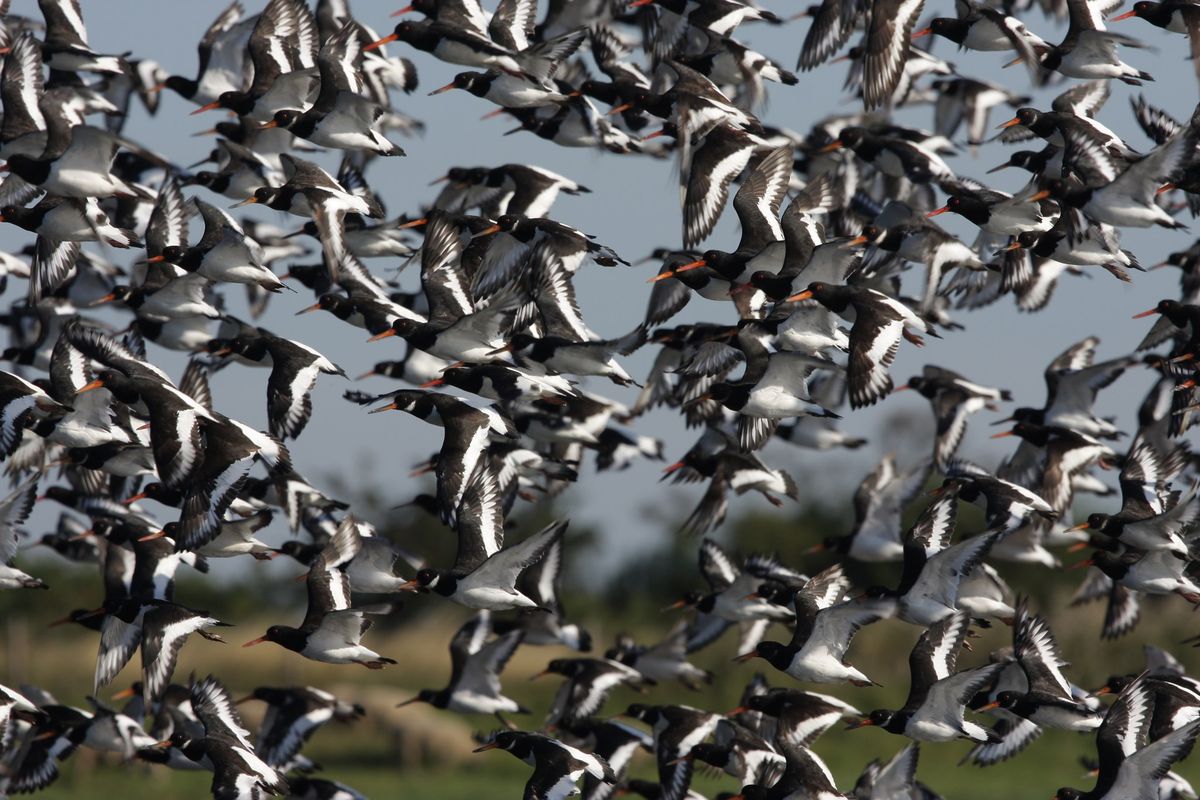 High Tide Waders at RSPB Freiston Shore