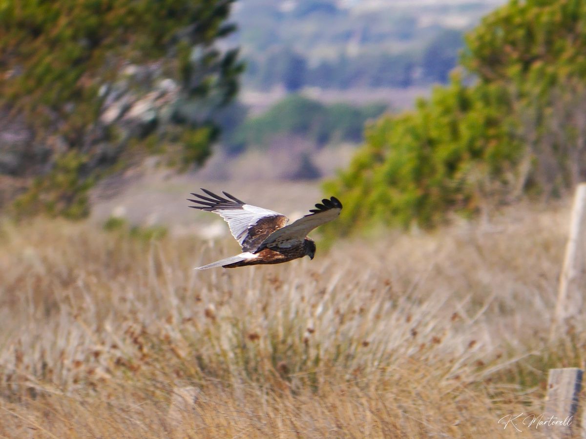 Sortie oiseaux \u00e0 La Franqui\/Leucate