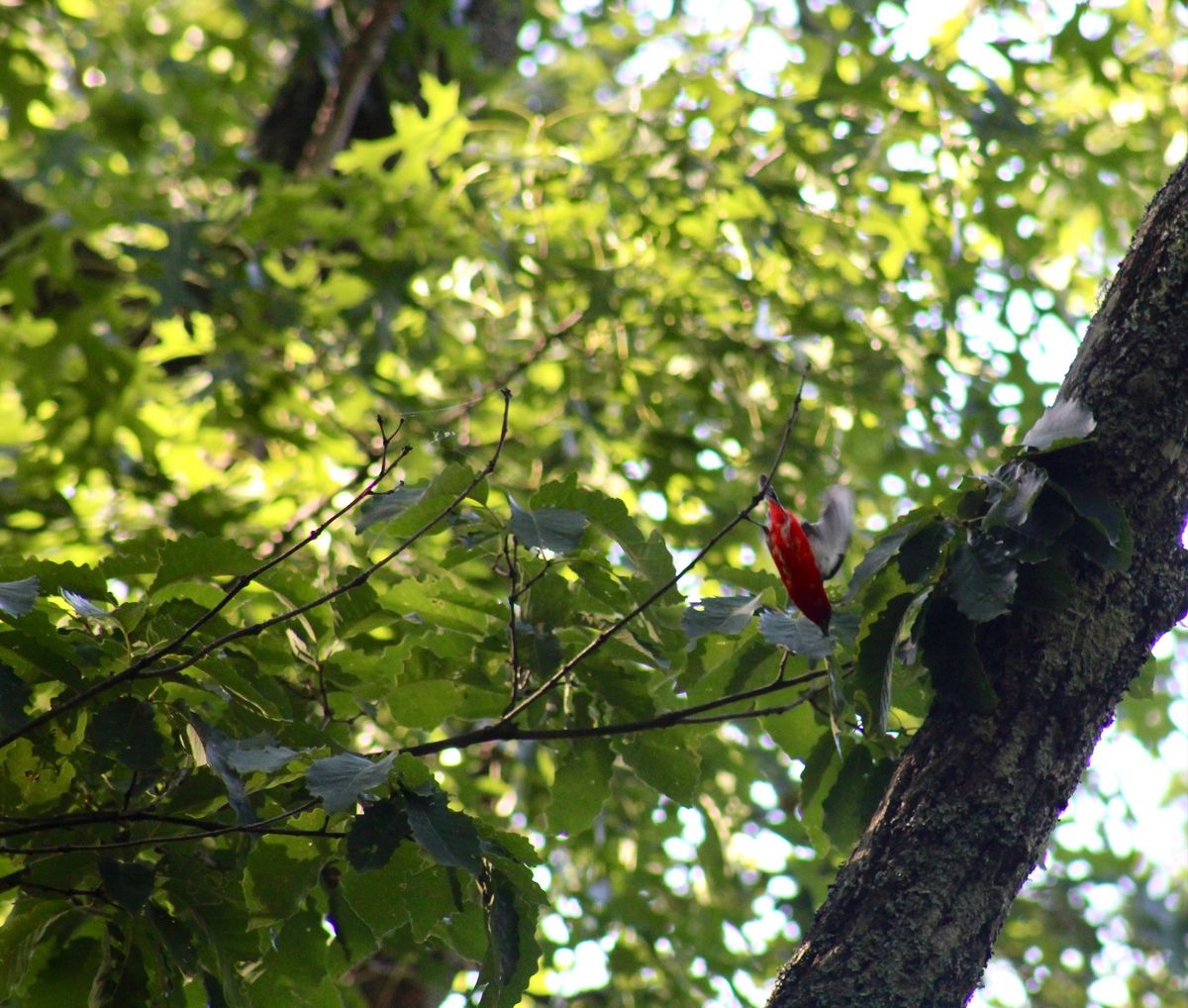 Laurel Ridge Hike