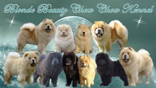 blonde chow chow