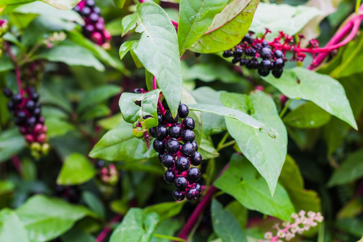 Pokeweed Program