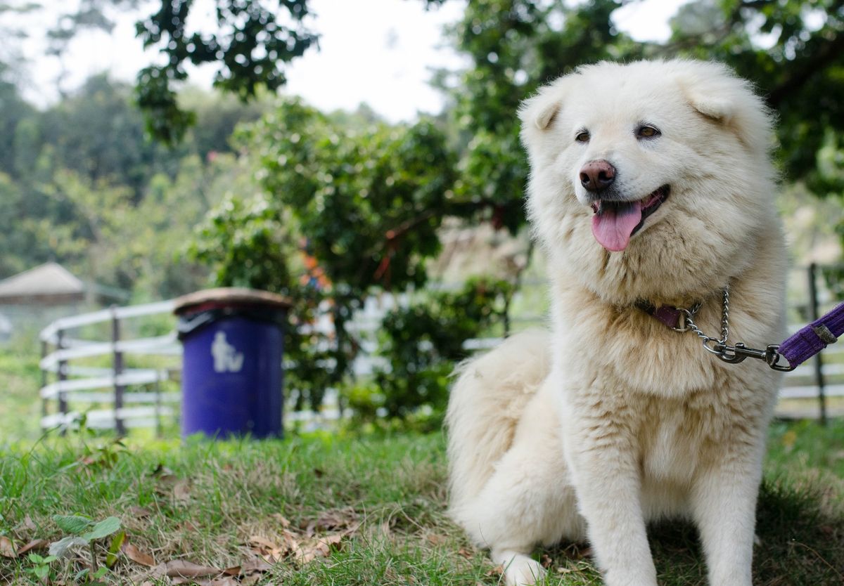 Pet, Pest, and Food: The Dog as a Political Figure in China