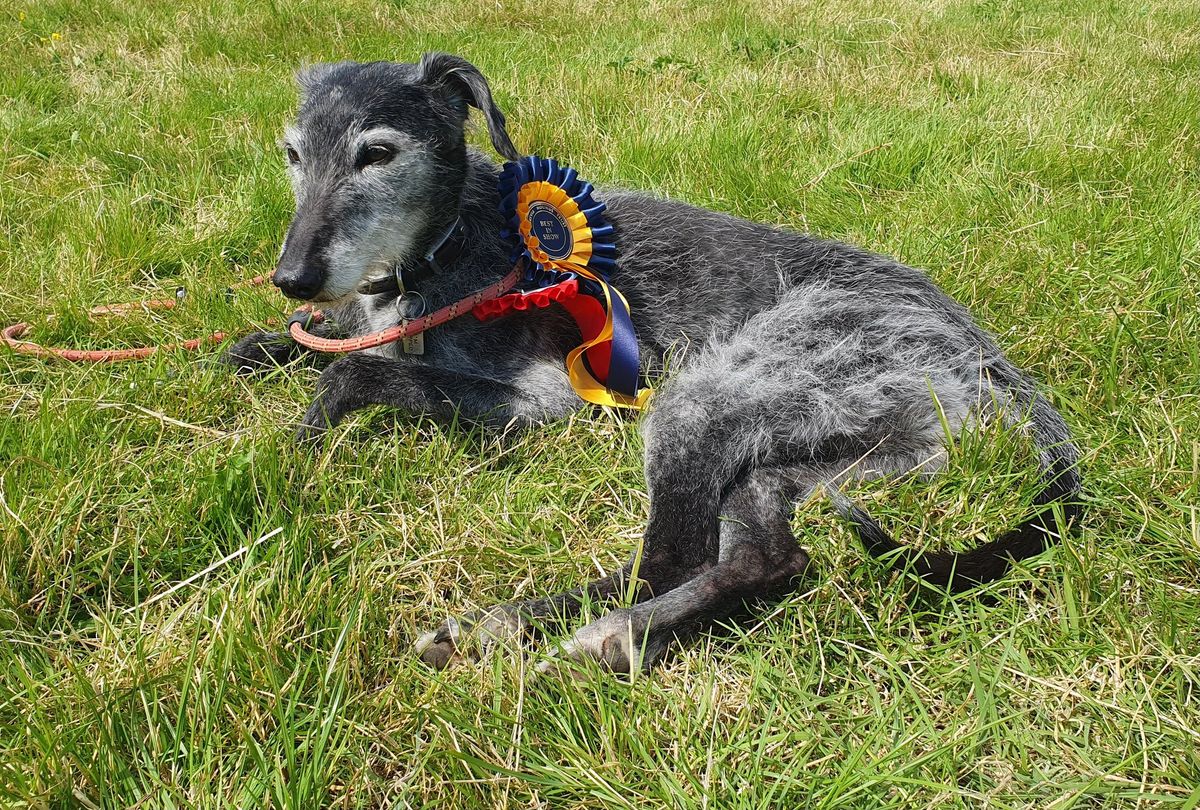 Forever Hounds Trust at Almondsbury Gymkhana and Dog Show