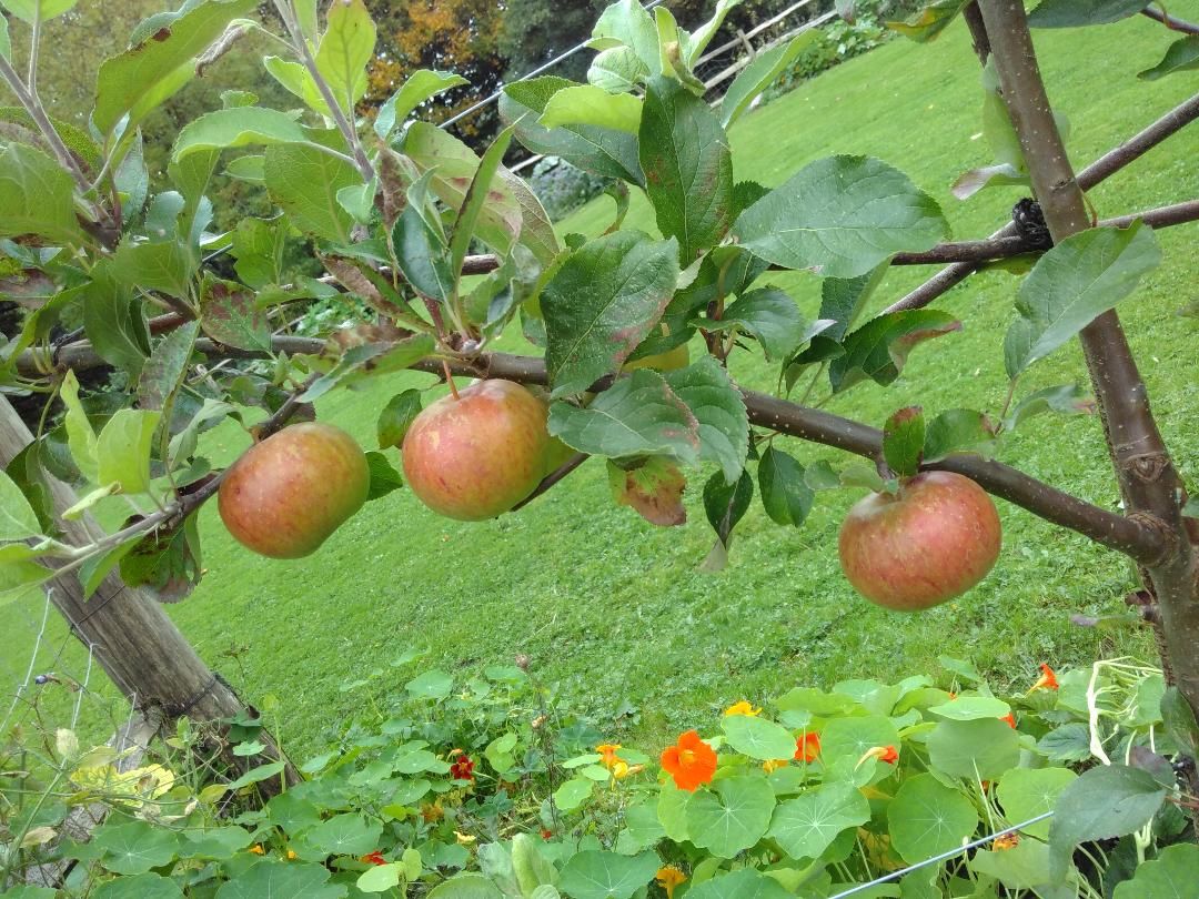 Apple Juicing Workshops