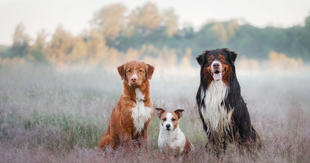 Top Dog Film Festival 2025 - Broome Fri 14 Mar 7pm