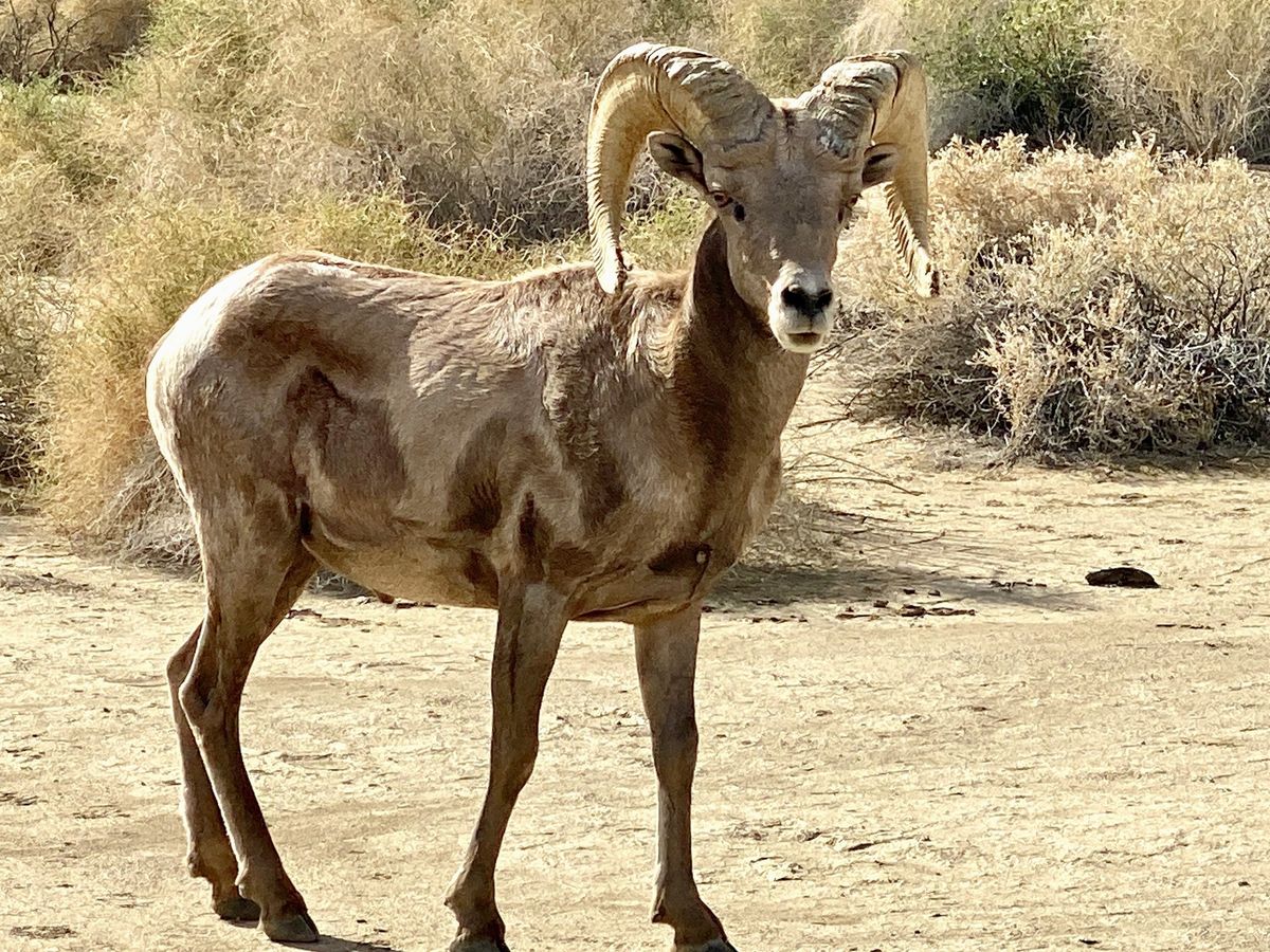 Carrizo Canyon Opening Day Interpretative Hike