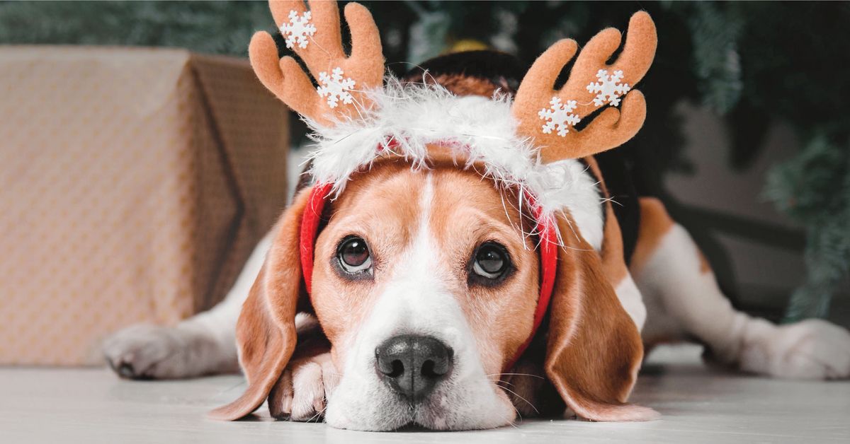 PET PICTURES WITH SANTA