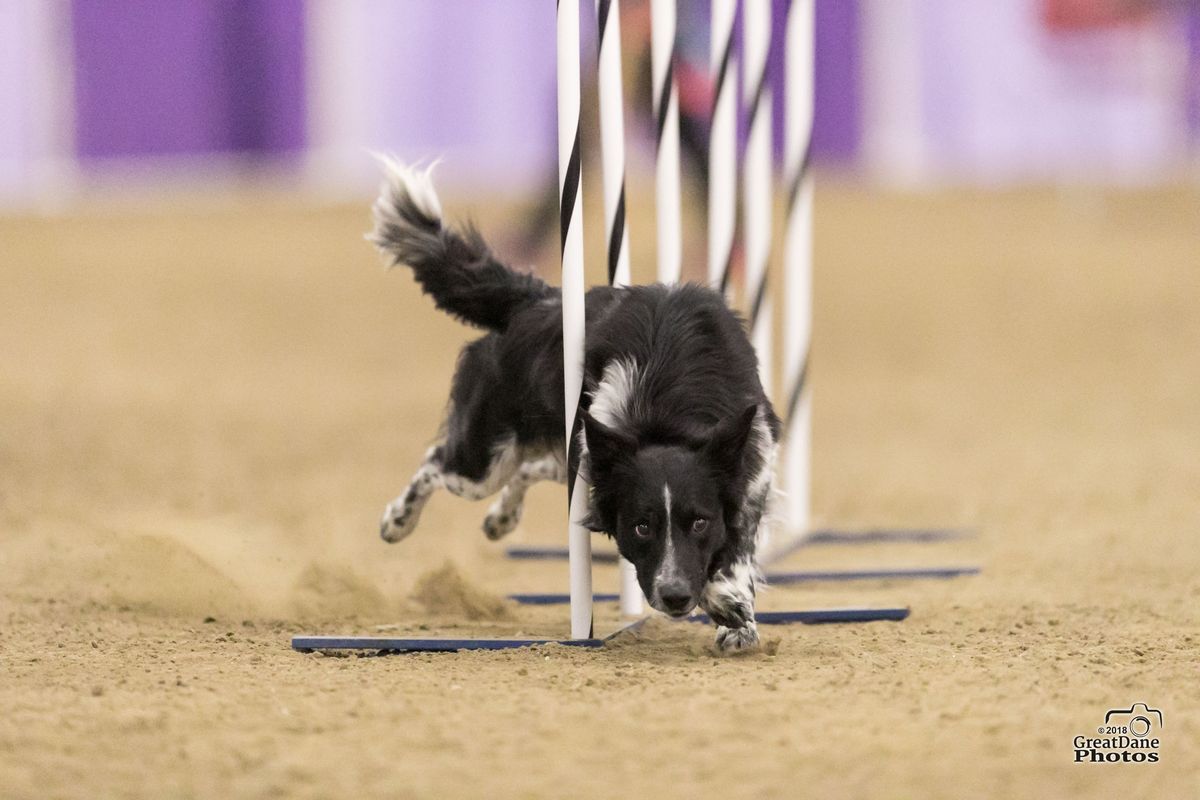 April 4-6, 2025 NADAC Agility Trial