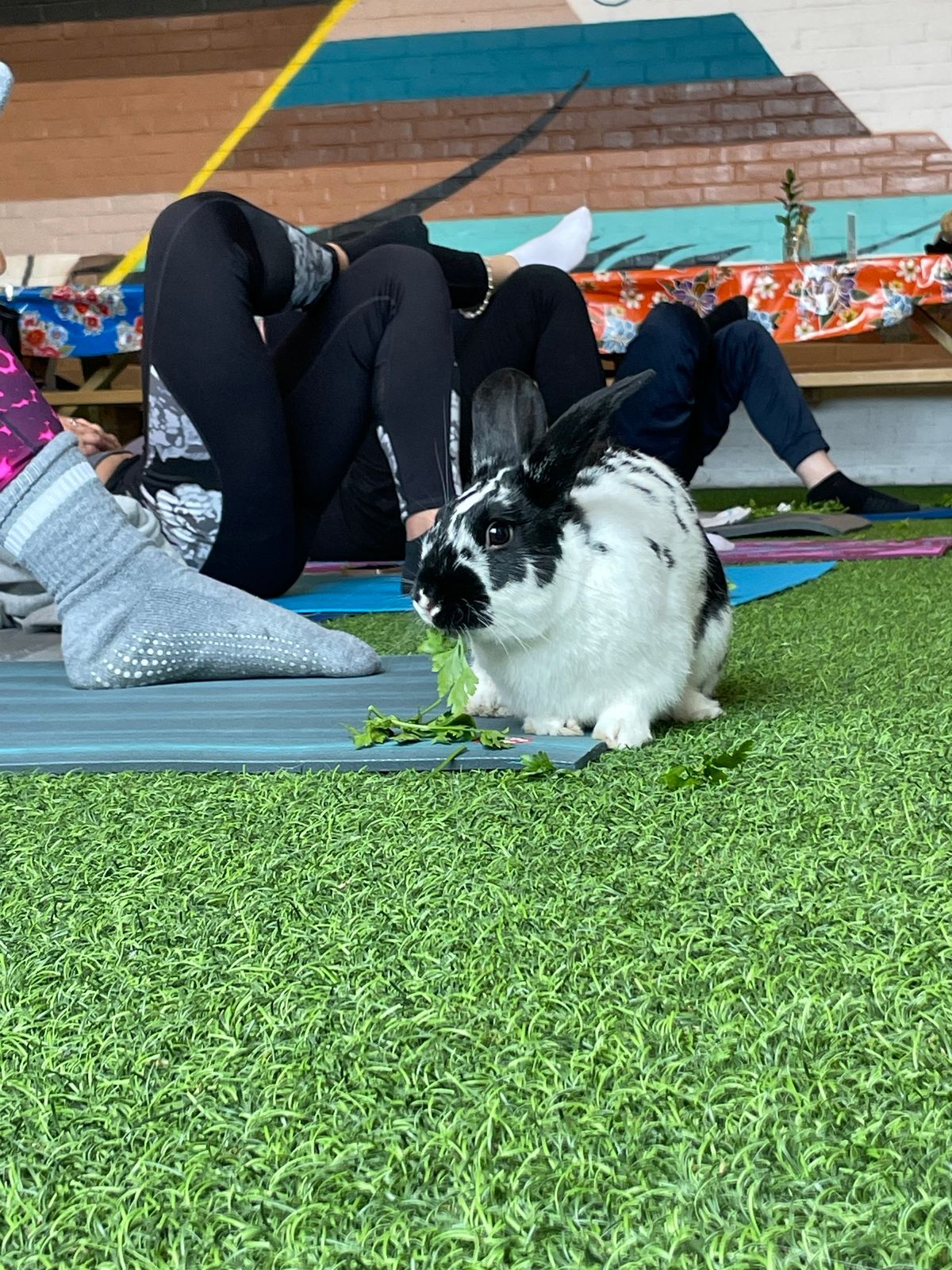 Bunny Yoga at Redemption Rock