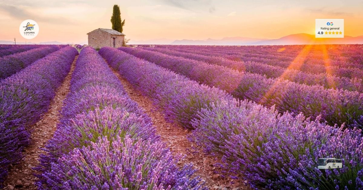 Excursie 1 zi Gradina de Lavanda - Lacul Paltinu - de la 109 lei