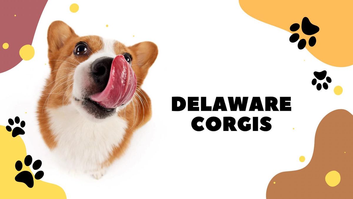 Corgi Walk for PAWS 