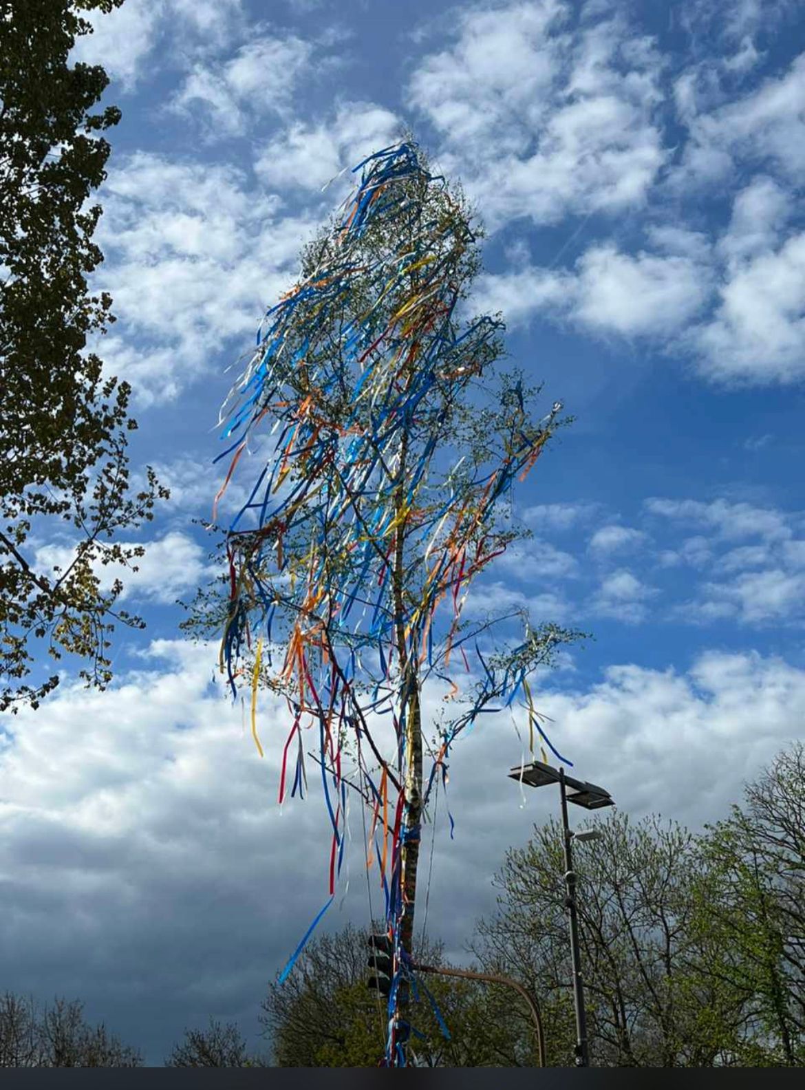 Maibaum Aufstellen