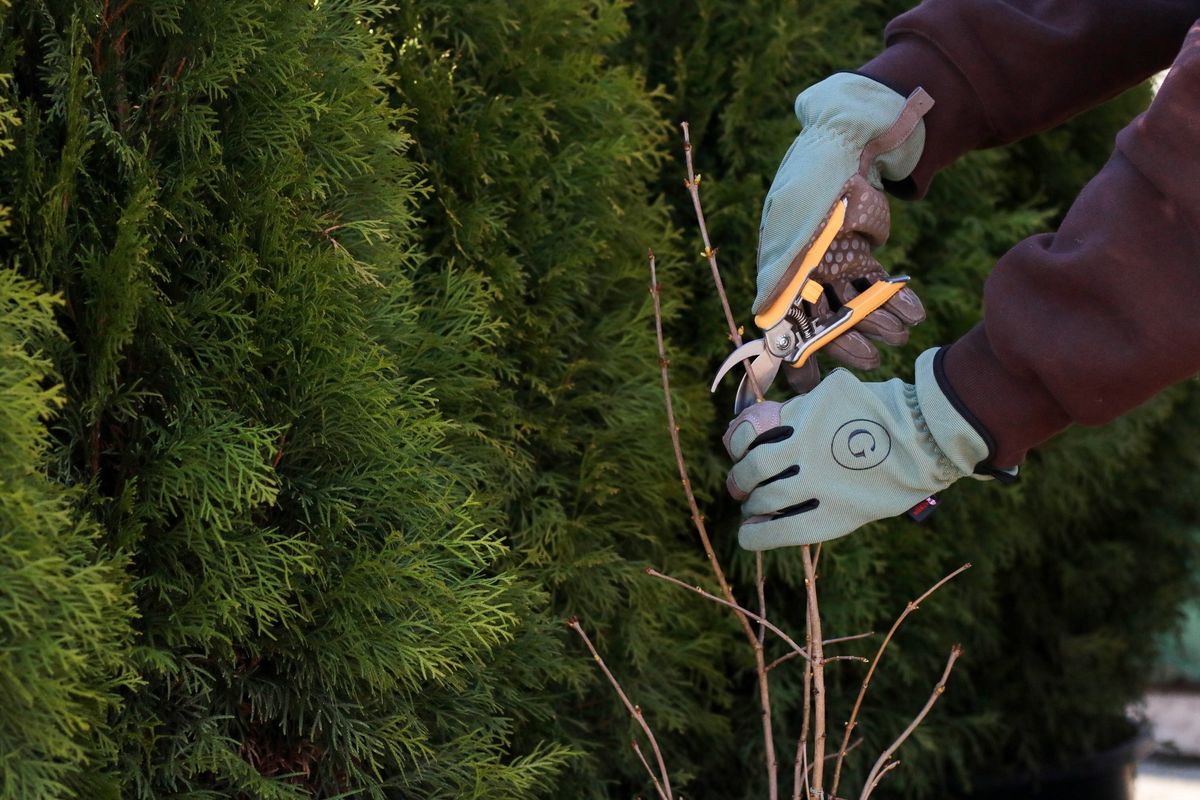 Fall Pruning at GARDENWORKS Colwood