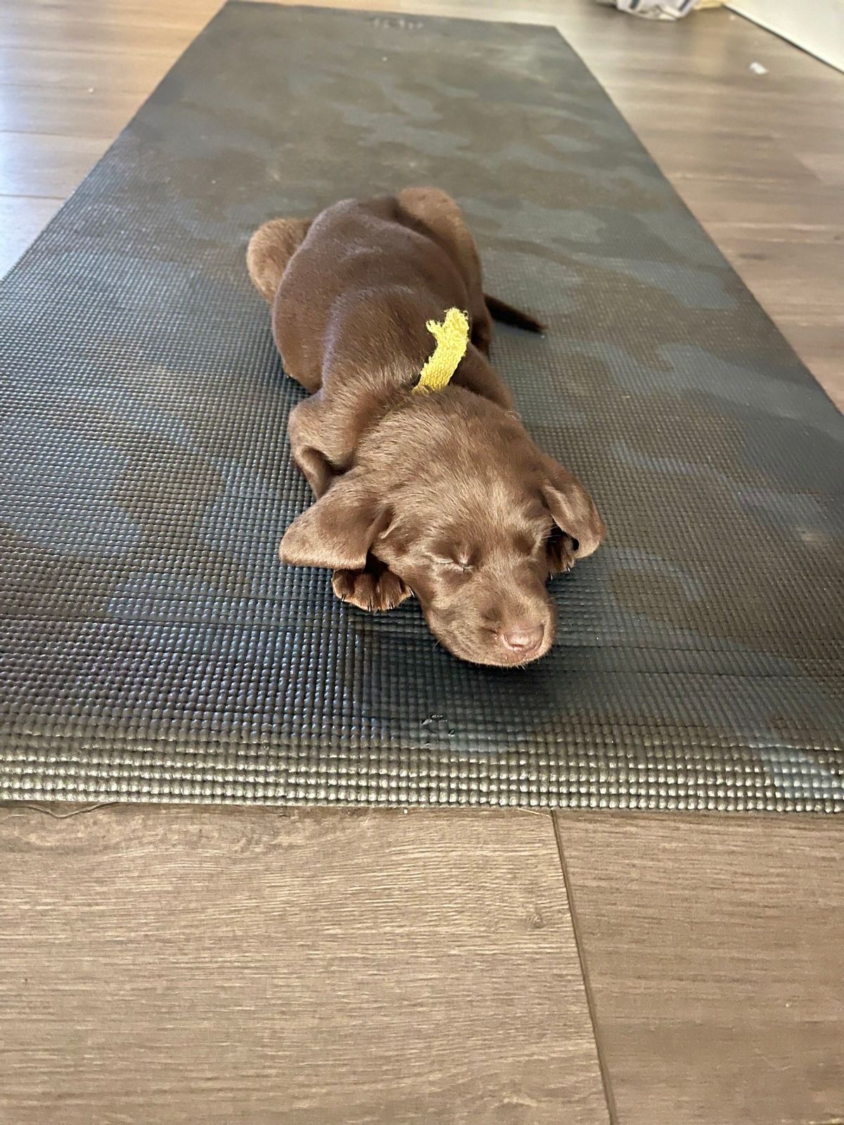Puppy Yoga - Plainfield 