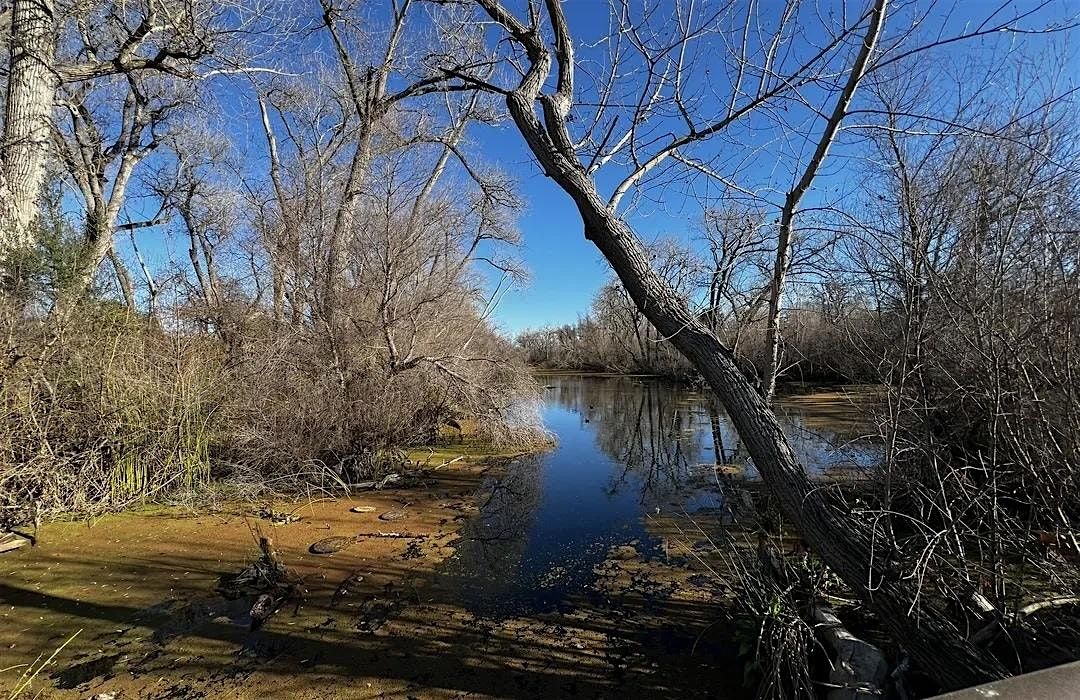 Birding the Shadow Cliffs Regional Recreational Area