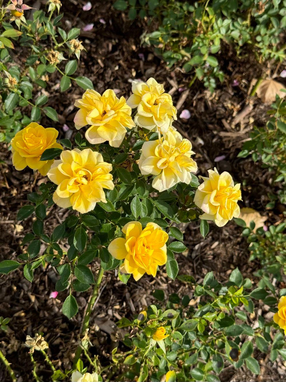 Rose Care Seminar at Balboa Park