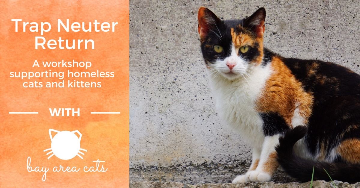 Trap Neuter Return: A workshop supporting homeless cats & kittens