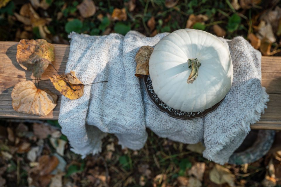 Dig & Forage - Fall Festival