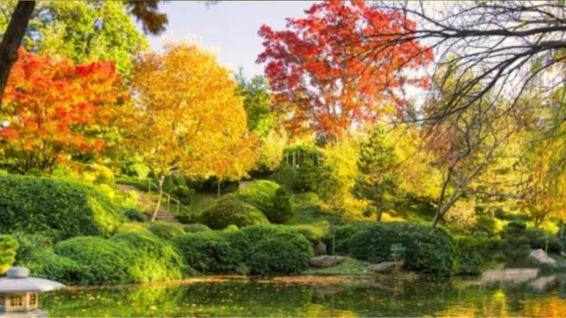 JAPANESE FALL FESTIVAL 2025