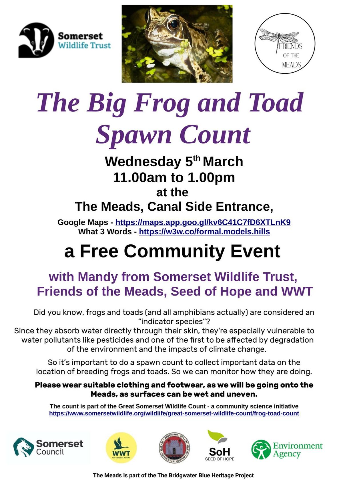 The Big Frog and Toad Spawn Count