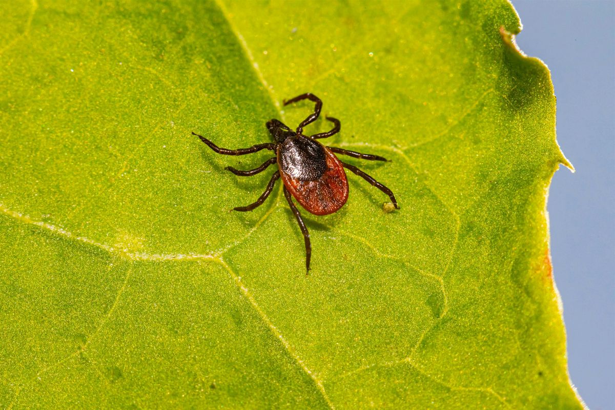 SI Bio-Blitz Tick Talk with the DOHMH