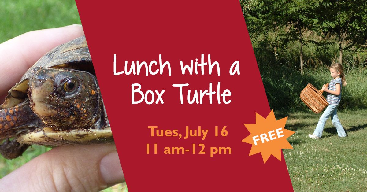 Lunch with a Box Turtle
