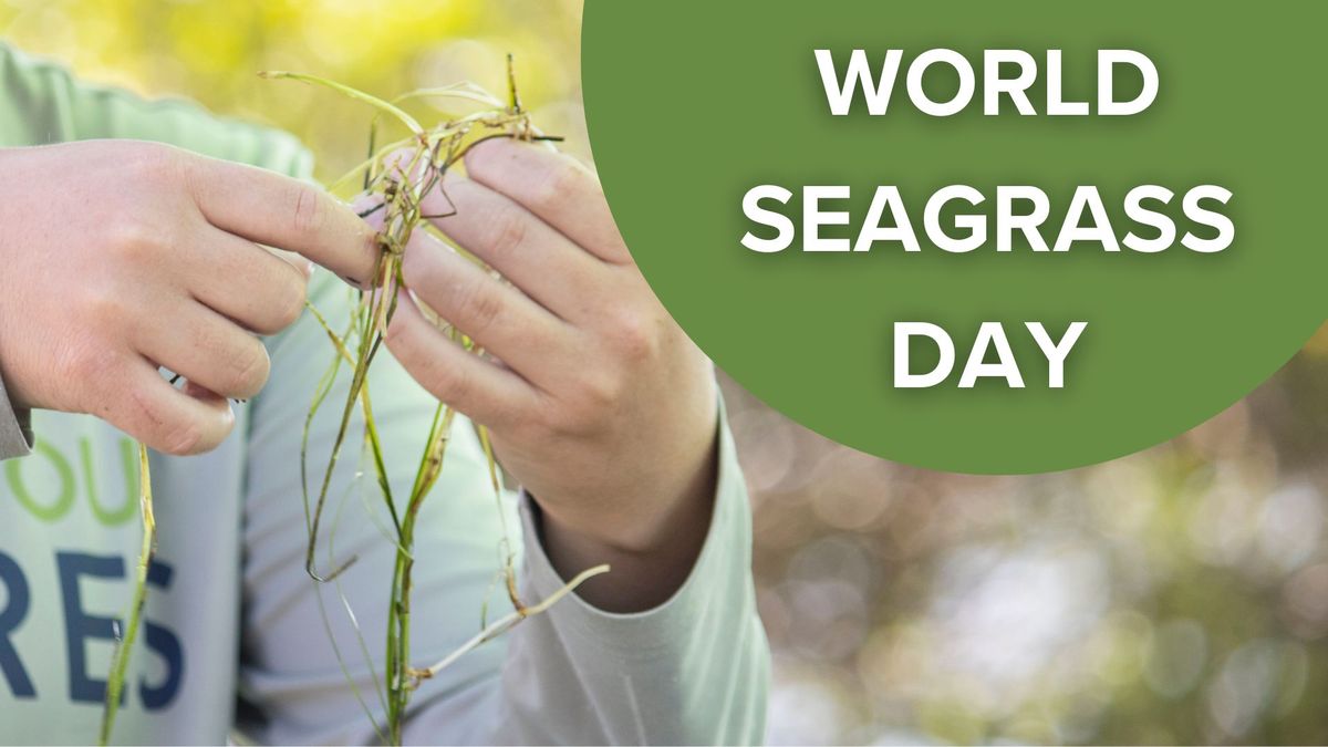 World Seagrass Day 