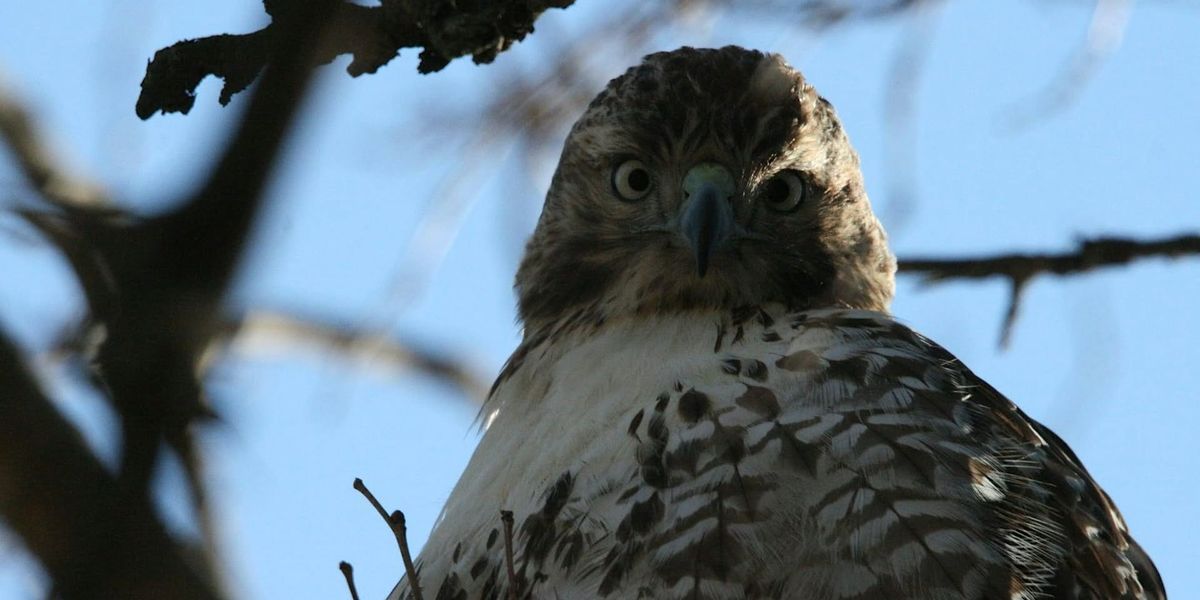 Elmwood Cemetery Bird and History Walk