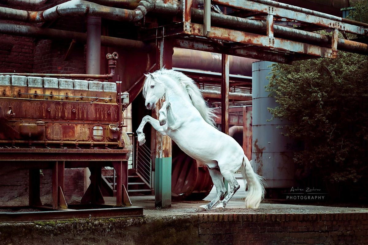 Portfoliotag Industrial Horses