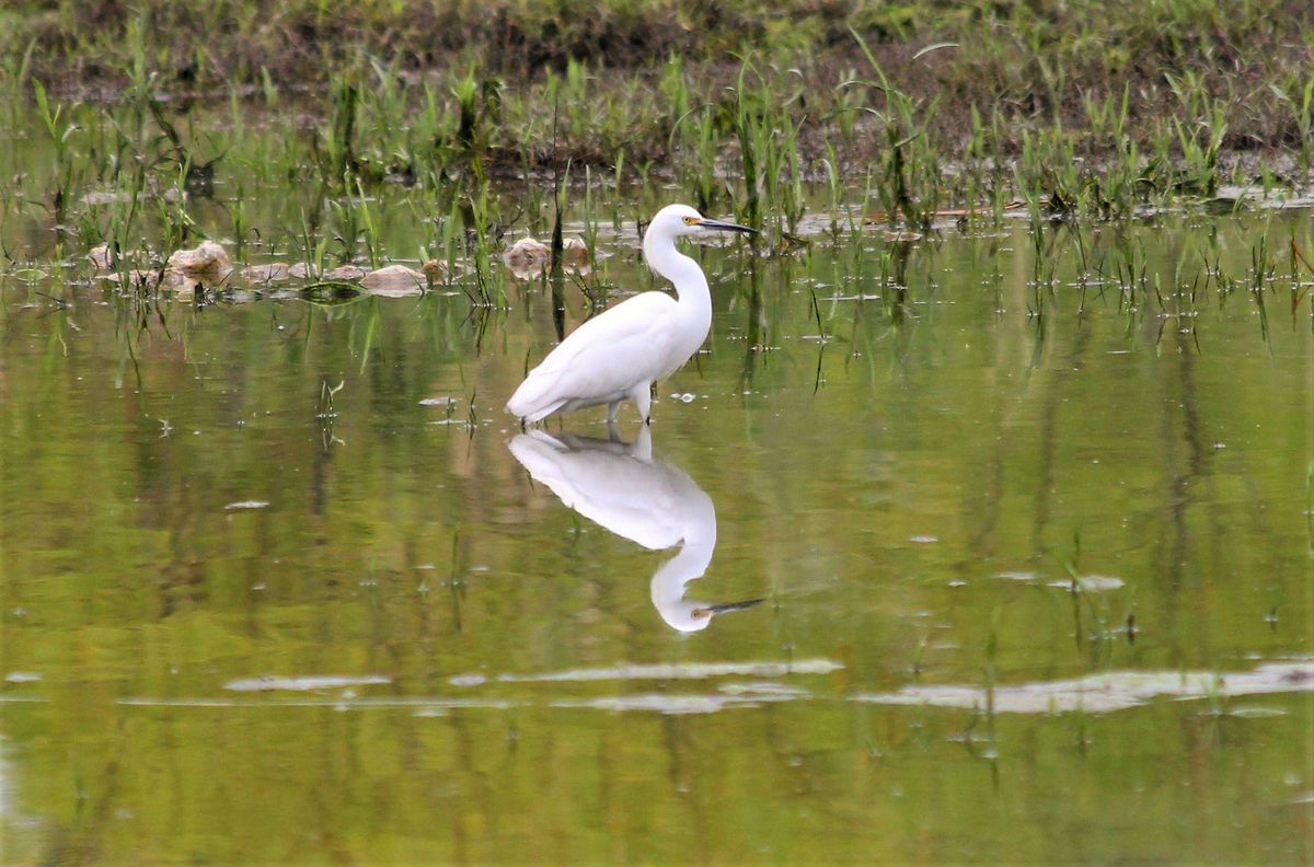 Conservation for Kids: Safeguarding Feathered Friends