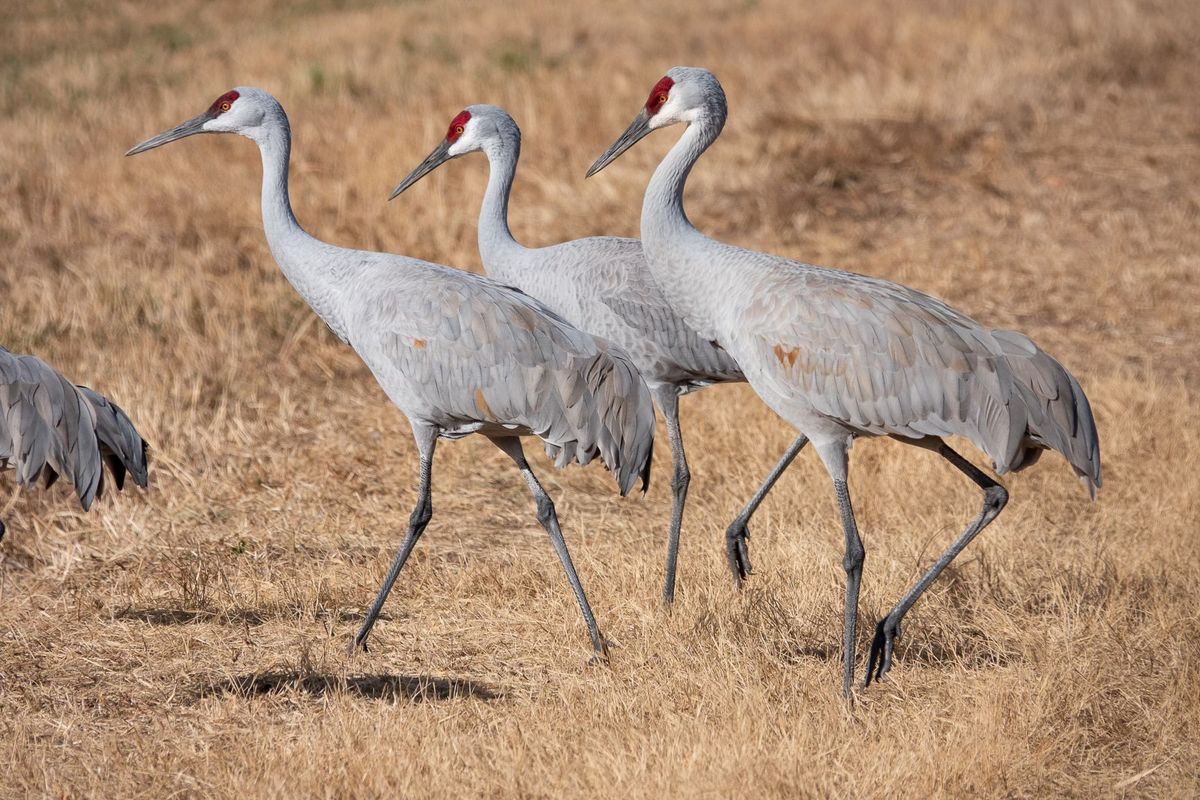 New Mexico\u2019s Migratory Birds