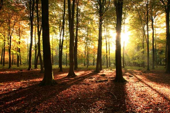 Dance Free at Hartsholme Park Woods