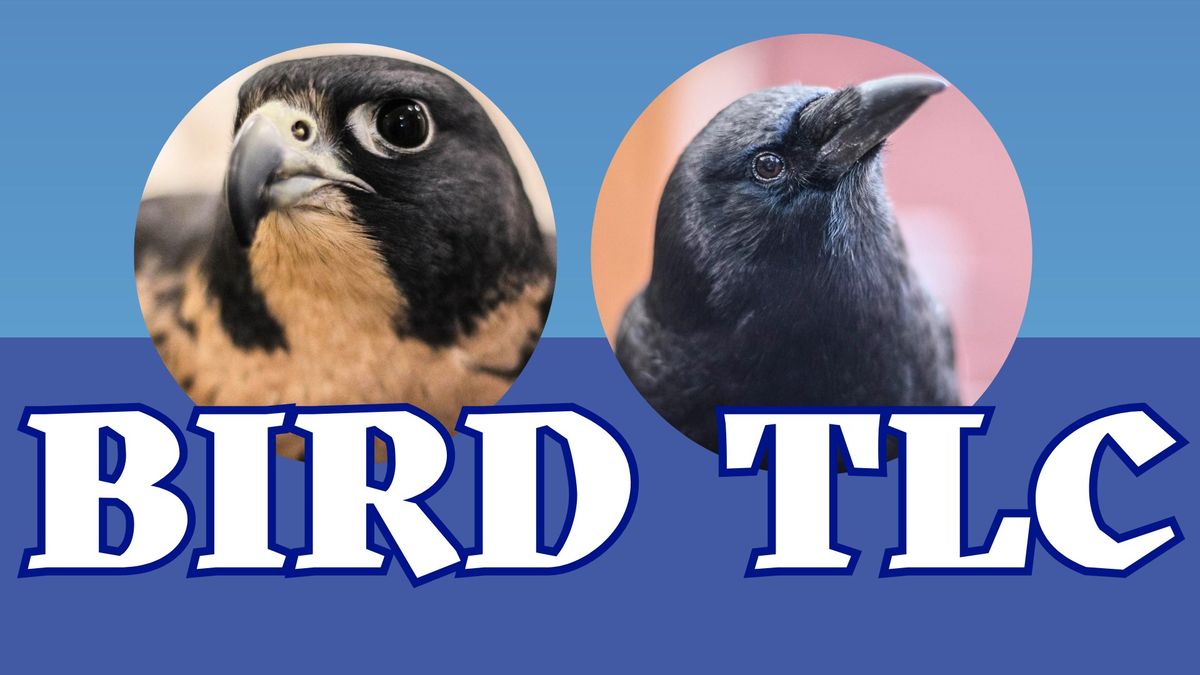 Bird TLC: Adaptations with Breland the Peregrine Falcon