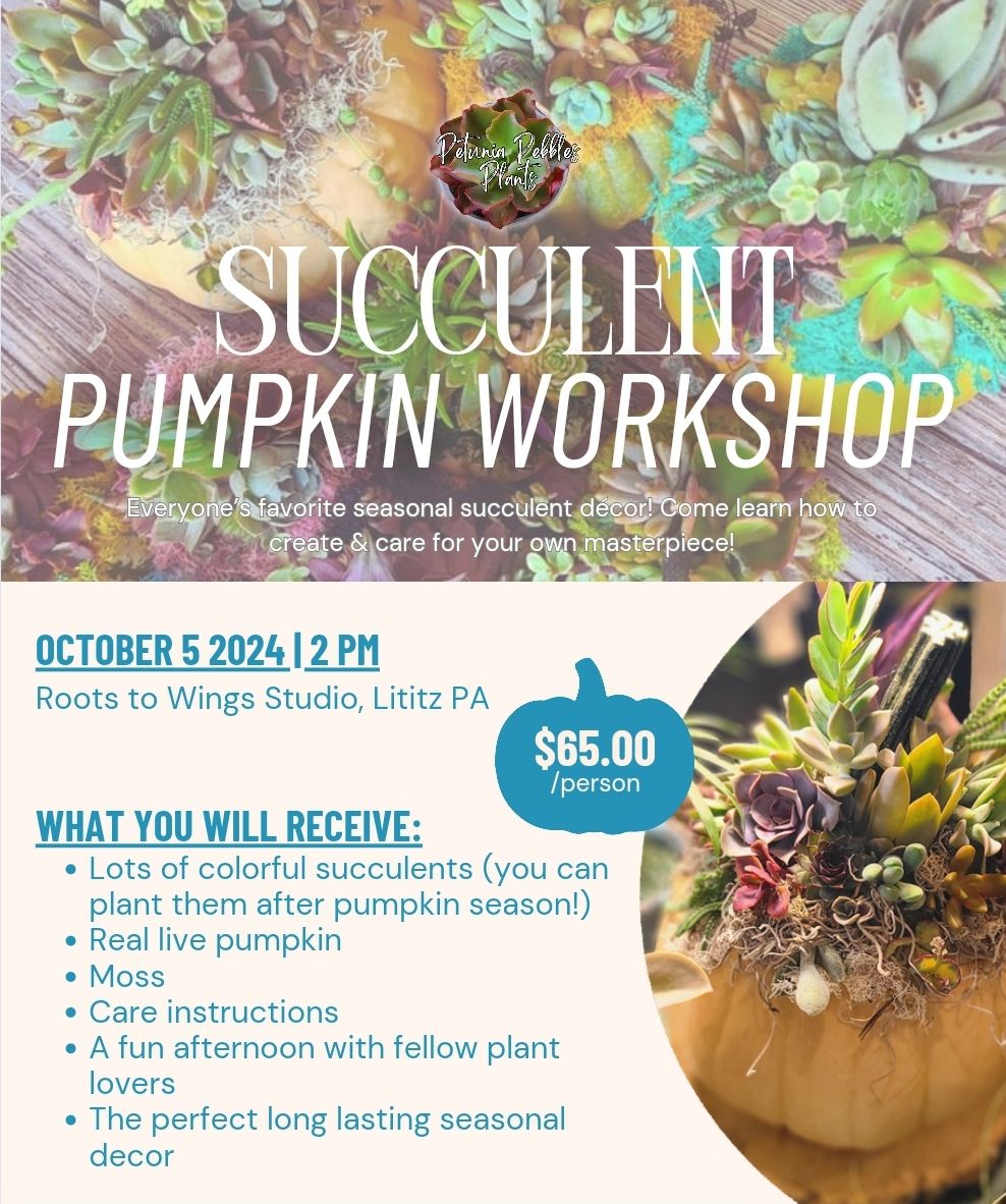 Succulent Pumpkin Workshop