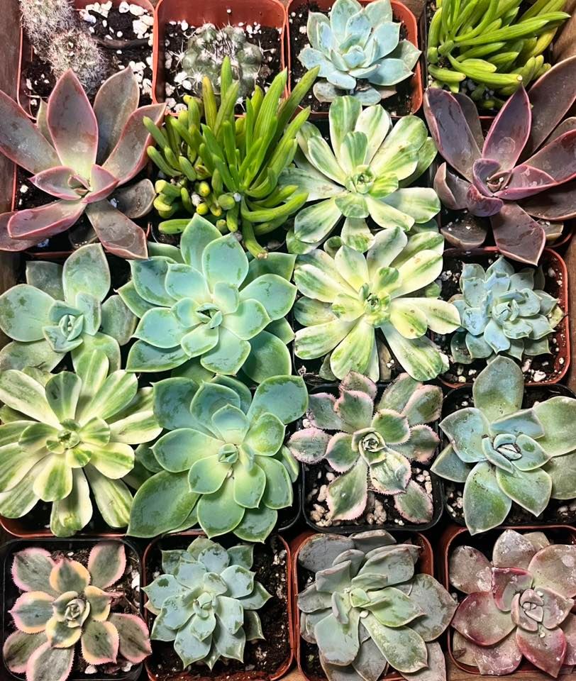 Succulent Garden Party