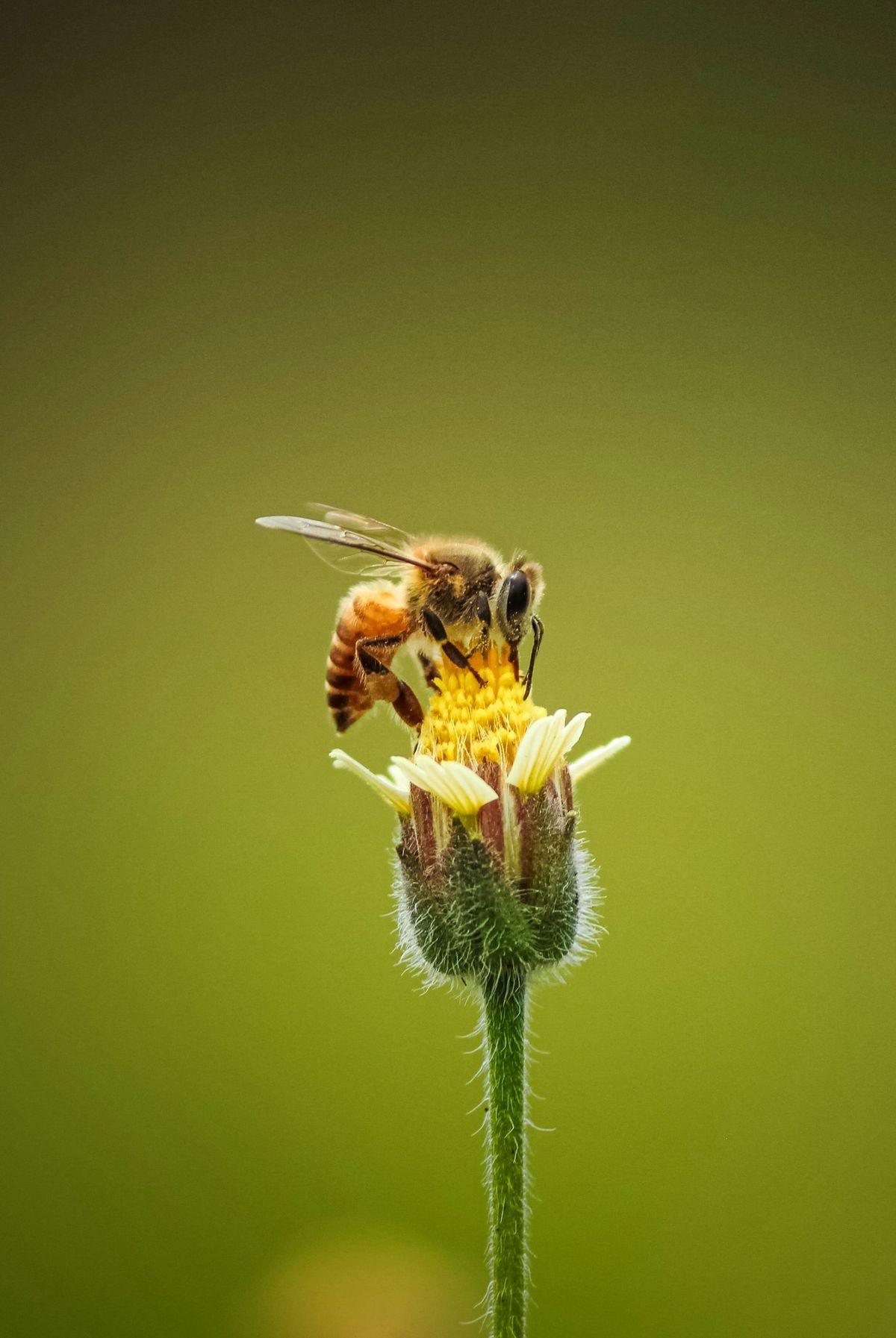 The Secret Life of Plants and Pollinators | Spring Pathways Program