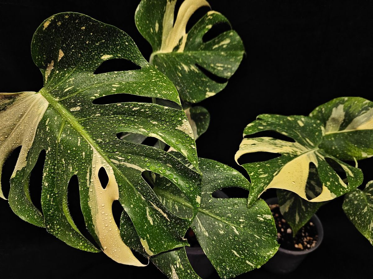 YEG Exotic Plant Crowd, Rare Plant Show In Fort McMurray, Alberta, Hosted By Corridor Shops & Events