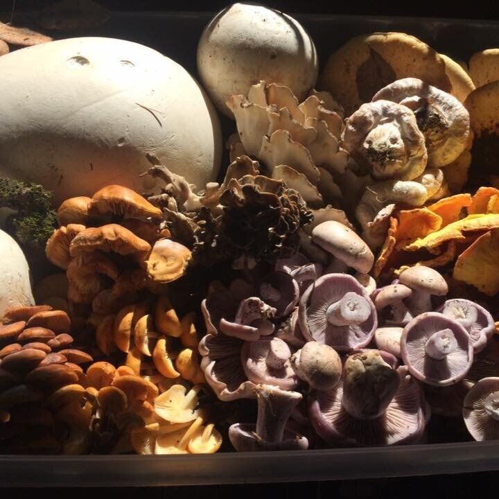 Marvelous Mushrooms 