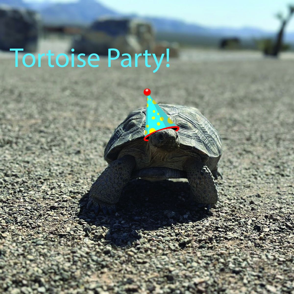 Tortoise Party!