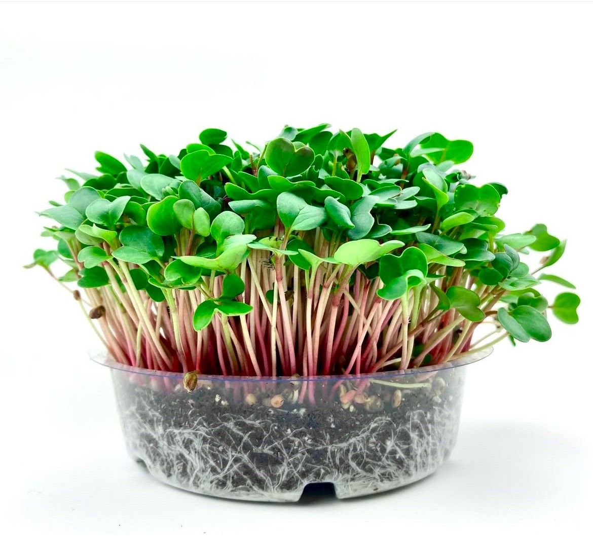 Microgreen Class